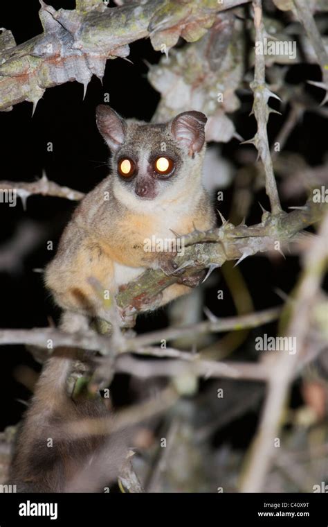 The Senegal Bushbaby Among Thorny Bushes In Nocturnal Savanna Stock