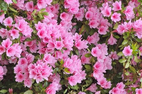 They provide showy blooms throughout spring and summer and lush foliage the rest of while outdoor plants are hardier than houseplants, many shrubs thrive and bloom best in a specific light level. Los mejores arbustos en flor para tu jardín