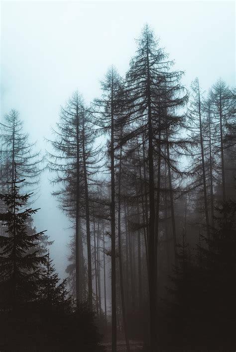 Forest Fog Trees Pines Nature Hd Phone Wallpaper Peakpx