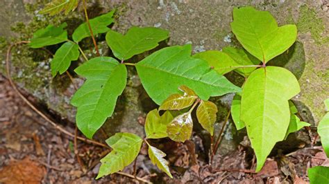 Difference Between Boston Ivy And Poison Ivy