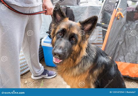 Long Haired German Shepherd Dog Outdoor Close Up Portrait Editorial