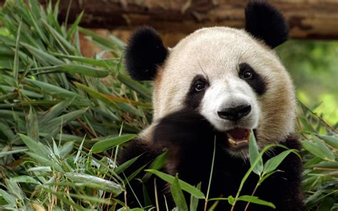 Download Wallpapers Panda Eating Eucalyptus Cute Animals Zoo Park
