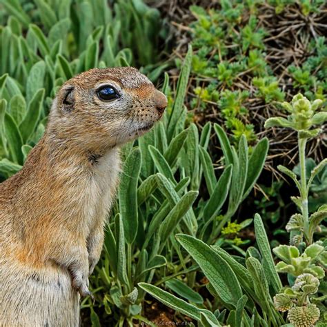 Taurus Ground Squirrel Smaller Mammals Of The W Palearctic · Inaturalist