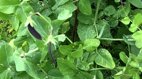 There are 179 purple podded peas for sale on etsy, and they cost 6,44 $ on average. Purple podded peas - YouTube