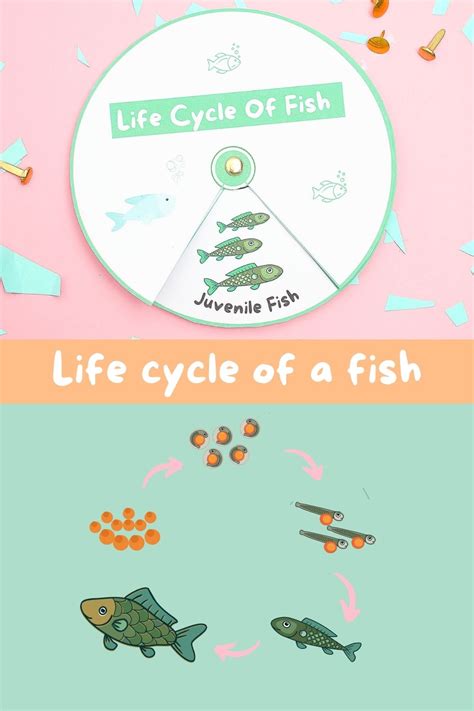 Fish Life Cycle Spinners Life Cycle Crafts For Kids Show My Crafts