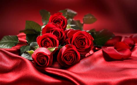 Top 999 Red Roses Wallpaper Full Hd 4k Free To Use