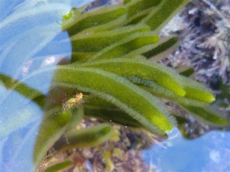 Ulva Lactuca Archives Wild Walks Southwest