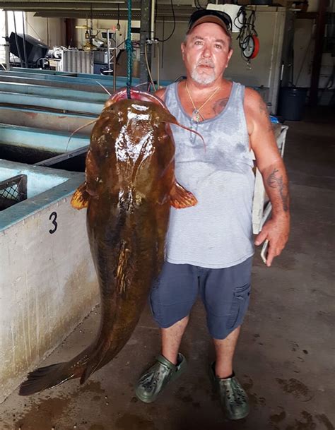 New Florida State Record Flathead Catfish Florida Sportsman