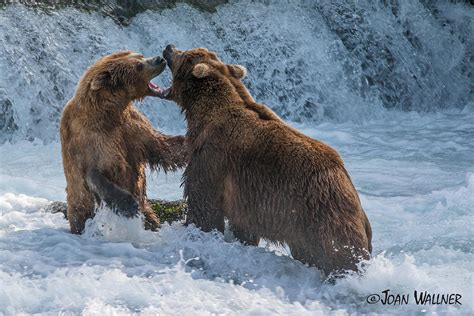 Grizzly Fight Photograph By Joan Wallner Fine Art America