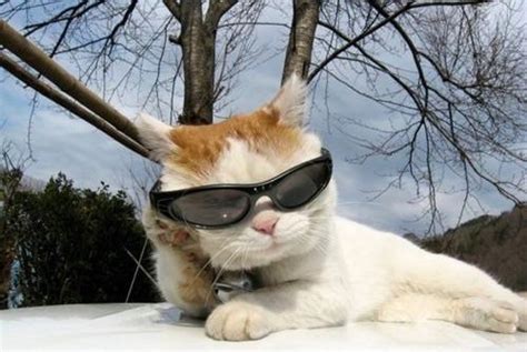 Cool Sunglasses Cat Blank Template Imgflip