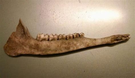 8 034 Deer Mandible Jaw Bone Taxidermy Knife Making Handle Teeth Animal