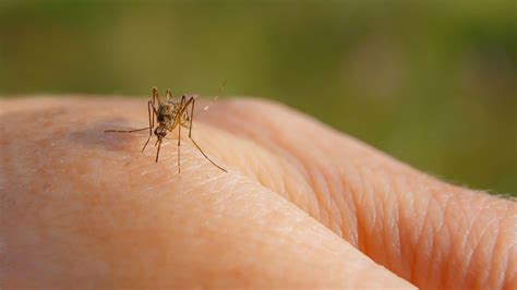 Worst Cities For Mosquitoes Mental Floss