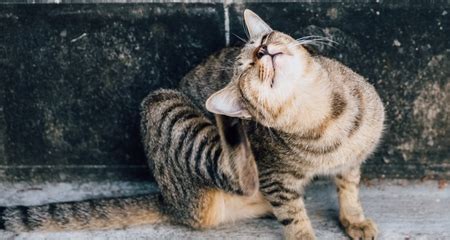 Seasonal Allergies in Cats: Everything You Need to Know ...