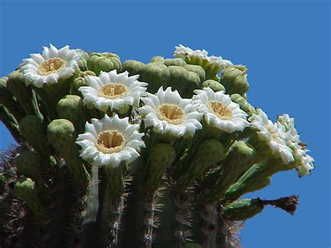 Check spelling or type a new query. Saguaro Cactus Blossom Pictures : Sakura Tucson