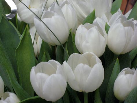 Tulipanes Blancos Tulipanes Tulipanes Blancos Bodas Y Eventos