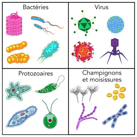 Immunité Collective Comment Les Vaccins Protègent Les Plus