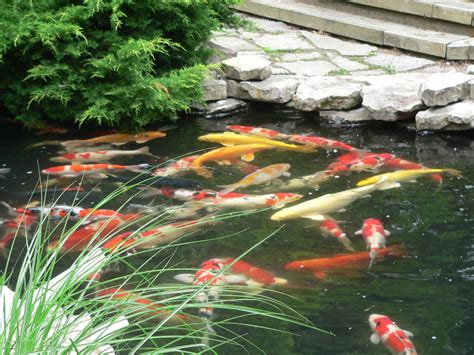 Just like most other creatures, koi will display behaviors that give clues to how they are feeling. Vets Help