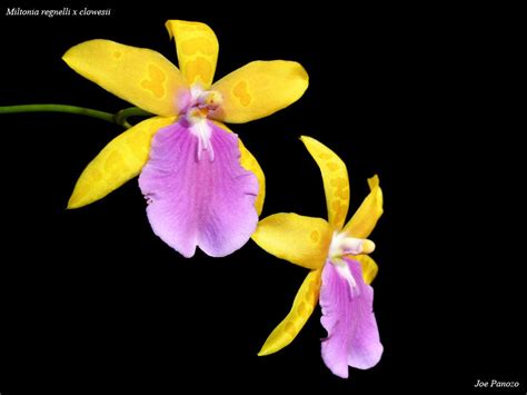 Miltonia Regnelli X Clowesii Flickr Photo Sharing Orchid Flowers