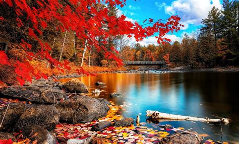 The Beauty Autumn Red Lakes Leaves Bridges Autumn Season Bonito