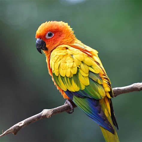 Sun Conure As A Pet Pets Society