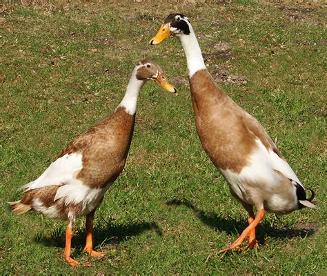 Fuel yourself well and you will feel the difference. Indian Runner duck - Wikipedia