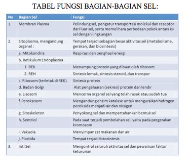 Tabel Organel Sel Tumbuhan Dan Fungsinya IMAGESEE