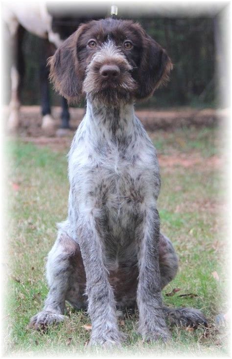 Search for instant quality results at helping.com. rescue german wirehaired pointer | VEGAS - FEMALE ...