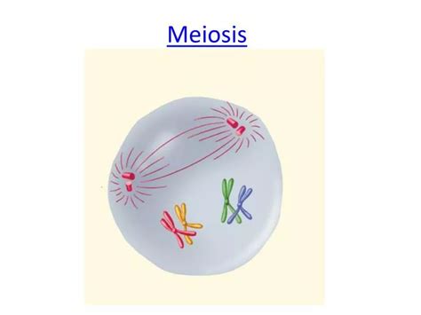 Ppt Meiosis Powerpoint Presentation Free Download Id2868259