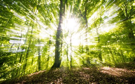 Sunny Green Forest Wallpaper Nature And Landscape Wallpaper Better