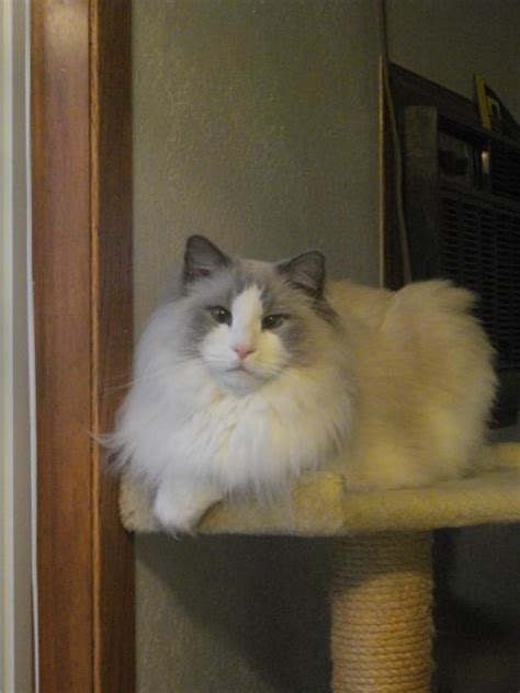 Duluth minnesota minnesota home great photos cool pictures breathe in the air beautiful images beautiful lights beacon of light lake superior. Ragdoll Cat Adoption Superior WI: Clover- Ragdoll Rescue ...