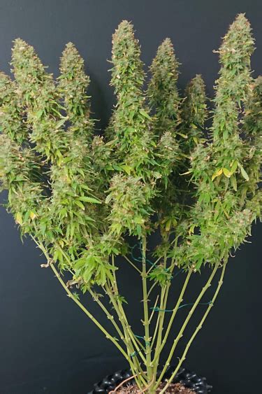 Buy G14 Auto Cannabis Seeds Fast Buds