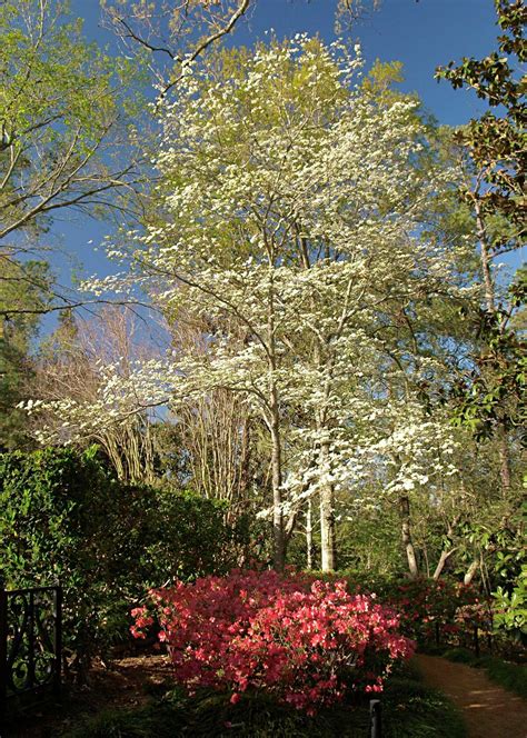 Your Guide To 11 Flowering Trees Found In Texas