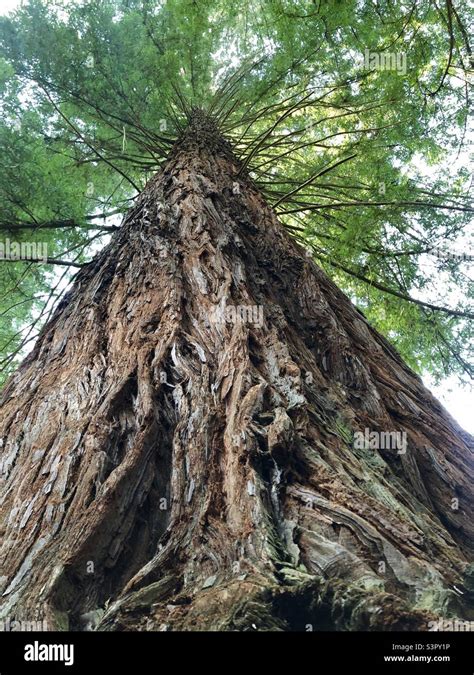 Redwood Tree South Africa Stock Photo Alamy