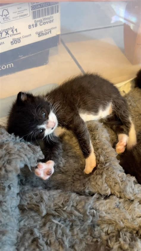 Mini Cat Town Kitten Rescue On Reels