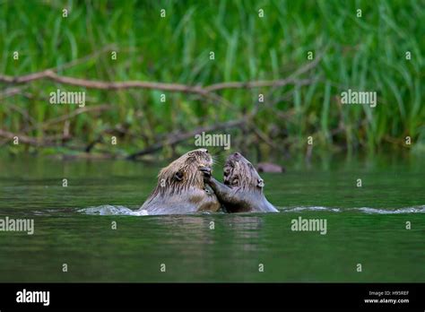 Eurasian Beavers Uk Hi Res Stock Photography And Images Alamy