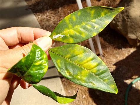 Reading Citrus Leaves Greg Alders Yard Posts Southern California