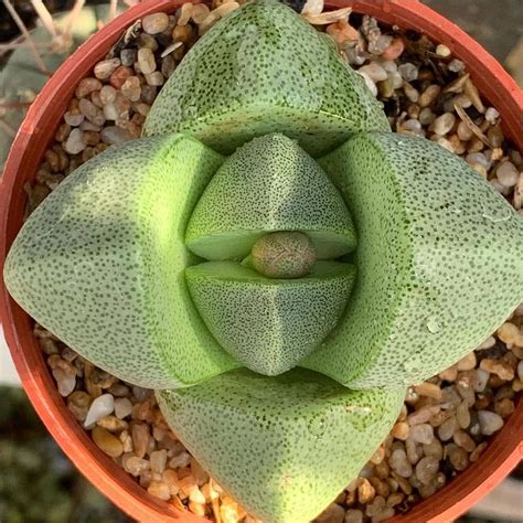 Hence, the succulent is a prevalent plant of choice in many dry climates. Split Rock Pleiospilos nelii in 2020 | Types of succulents ...