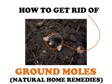 Got a mole somewhere that you'd like taken off? How to Get Rid of Moles in Your Yard (Natural Home ...