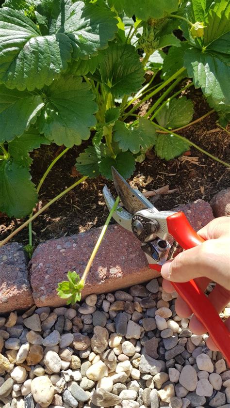 Heb Jij Een Aardbeienplant In De Tuin Dan Kun Je Dus Aardbeien Stekken Artofit