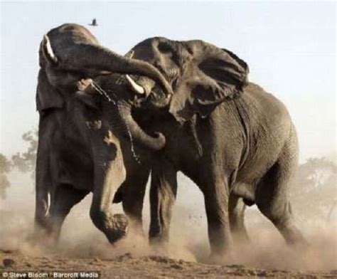 peleas animales salvajes | Salvajes, Animales feroces, Animales salvajes