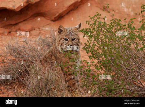 Young Bobcat In Desert Habitat Wildcat In Red Rocks Of American West