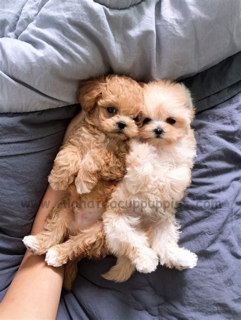 Looking for a maltipoo puppy for sale? Maltipoo Puppies For Sale | New York, NY #311927 | Petzlover