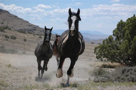 Wild Horses Running Free Stock Photo Public Domain Pictures