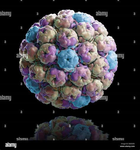 Structure Simian Virus 40 (PDB 1SVA) polyomavirus that is found in