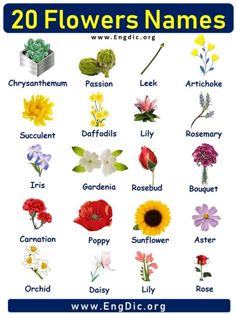 20 Flowers Names With Pictures Flower Names List Flowers Names And