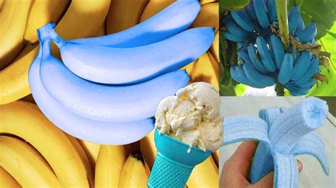 Blue Java Banana Delicious Banana That Tastes Just Like Vanilla Ice Cream