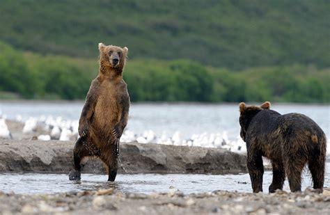 The Mighty Bears Of Kamchatka Region Photos · Russia Travel Blog