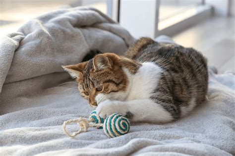 4 Zabawy Z Kotem Które Umilą Czas W Domu Blog Zooart