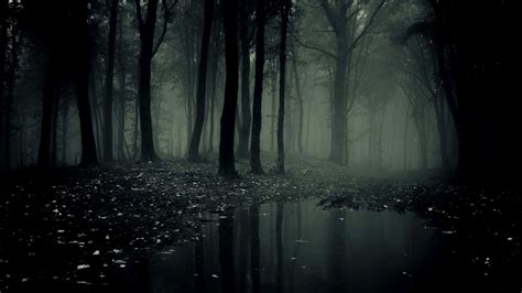 Dark Forest Trees Fog Lake Dark Theme Hd Dark Theme Wallpapers Hd