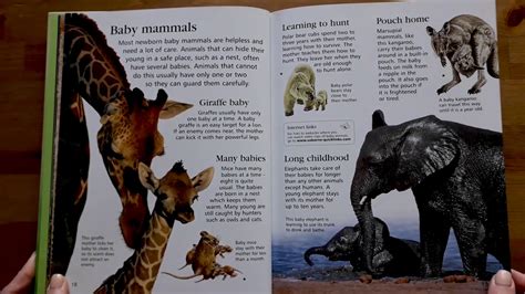 First Encyclopedia Of Animals Usborne Youtube